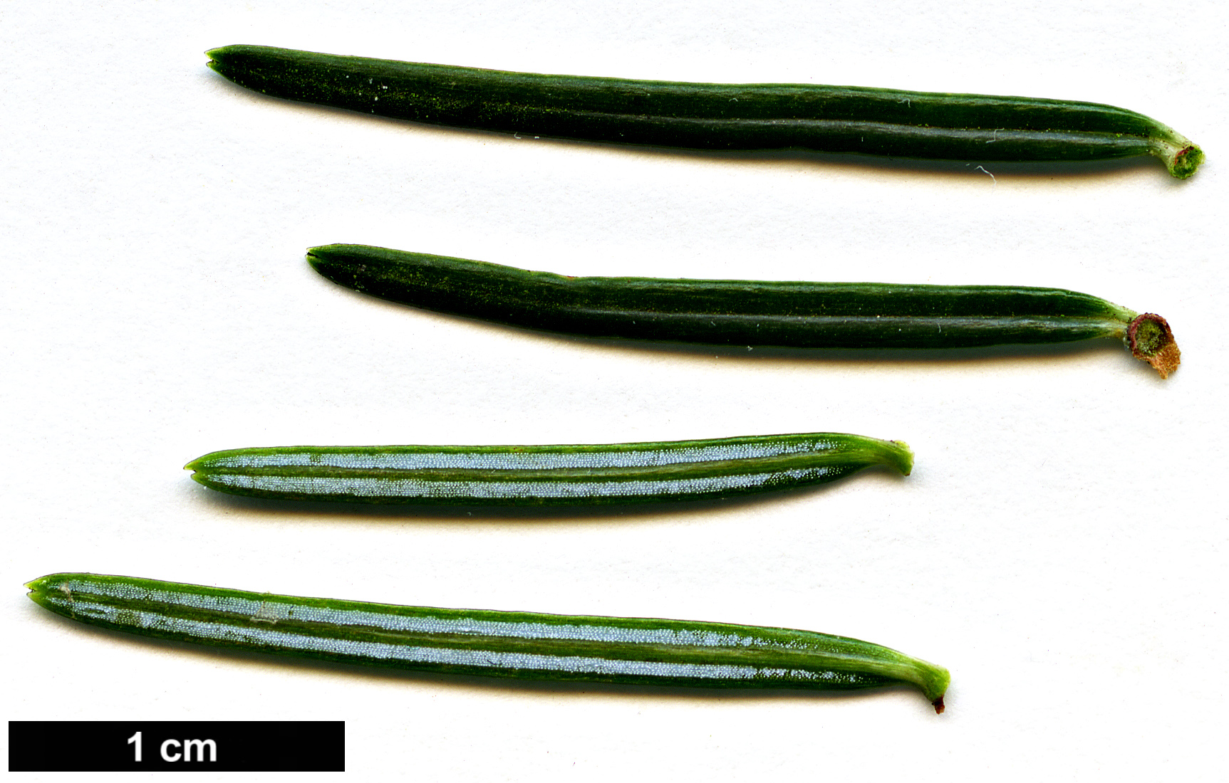 High resolution image: Family: Pinaceae - Genus: Abies - Taxon: fabri - SpeciesSub: subsp. minensis